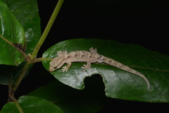 Bavayia