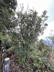 Quercus salicina