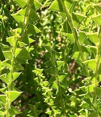Acacia littorea