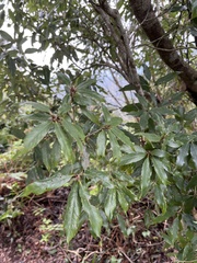 Quercus salicina