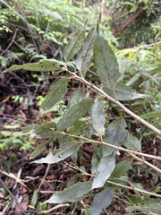 Quercus salicina