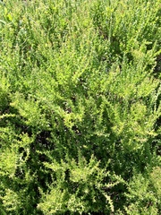 Acacia littorea