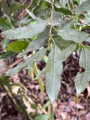 Quercus salicina