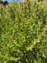 Acacia littorea