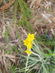 Conostylis candicans