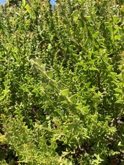 Acacia littorea