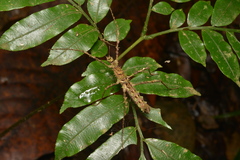 Cnipsus