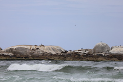 Arctocephalus pusillus