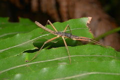 Labidiophasma