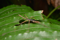 Labidiophasma