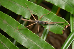 Labidiophasma