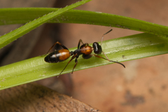Opisthopsis picta
