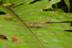 Labidiophasma