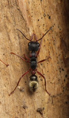 Myrmecia chrysogaster
