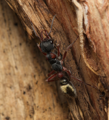 Myrmecia chrysogaster