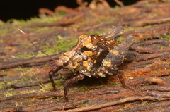 Hyperyboella