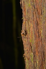 Hyperyboella
