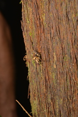 Hyperyboella