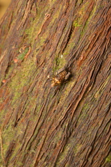 Hyperyboella