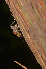Hyperyboella