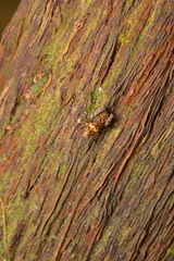 Hyperyboella