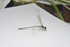 Caledargiolestes uniseries