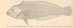Light Colored Wrasse Fish photo 2