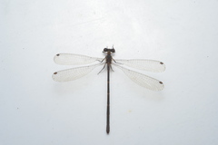 Caledargiolestes uniseries