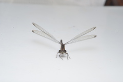 Caledargiolestes uniseries