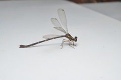 Caledargiolestes uniseries