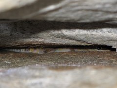 Oedura gracilis