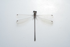 Caledargiolestes uniseries