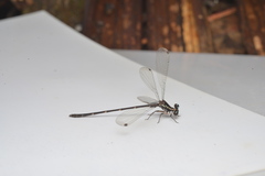 Caledargiolestes uniseries