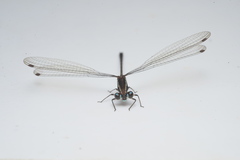 Caledargiolestes uniseries