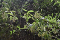 Critonia quadrangularis