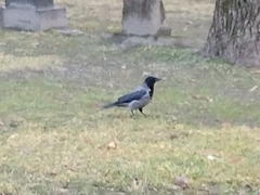 Corvus cornix