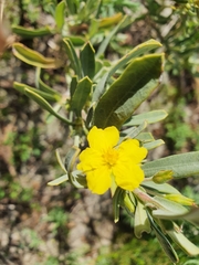 Hibbertia subvaginata