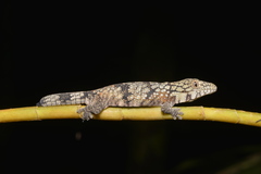 Eurydactylodes agricolae