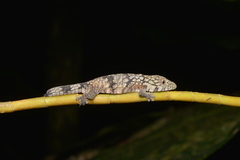 Eurydactylodes agricolae