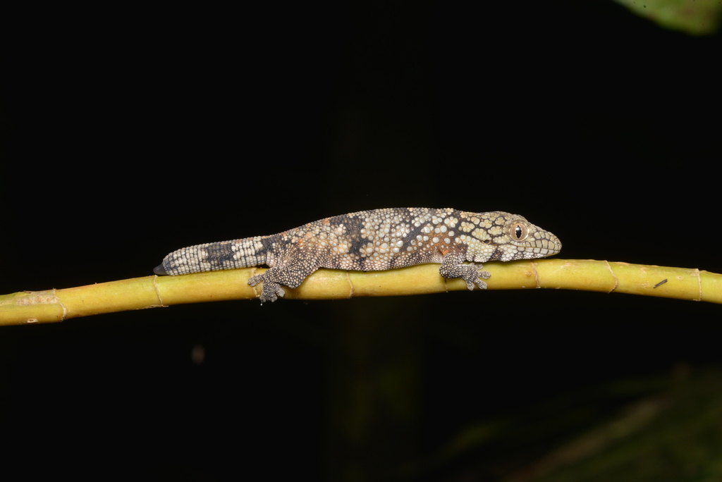 Bauer's Chameleon Gecko