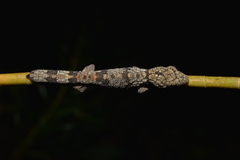Eurydactylodes agricolae