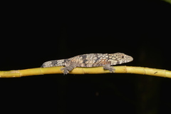 Eurydactylodes agricolae