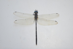Synthemis miranda