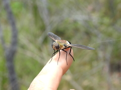 Ligyra satyrus