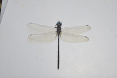 Synthemis miranda