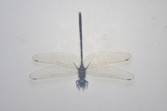 Synthemis miranda