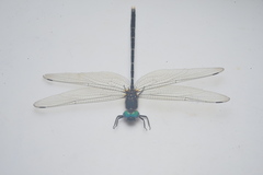 Synthemis miranda