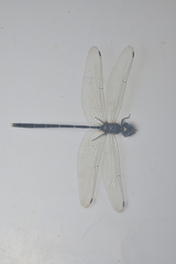 Synthemis miranda