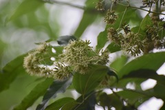 Critonia quadrangularis