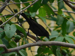 Molothrus bonariensis